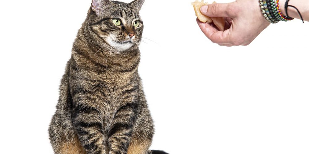 cat looking at a hand holding homemade cat treat