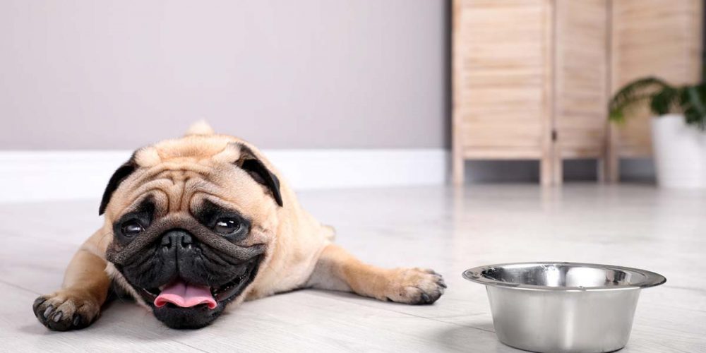 heat exhaustion in dogs. a pug on the floor