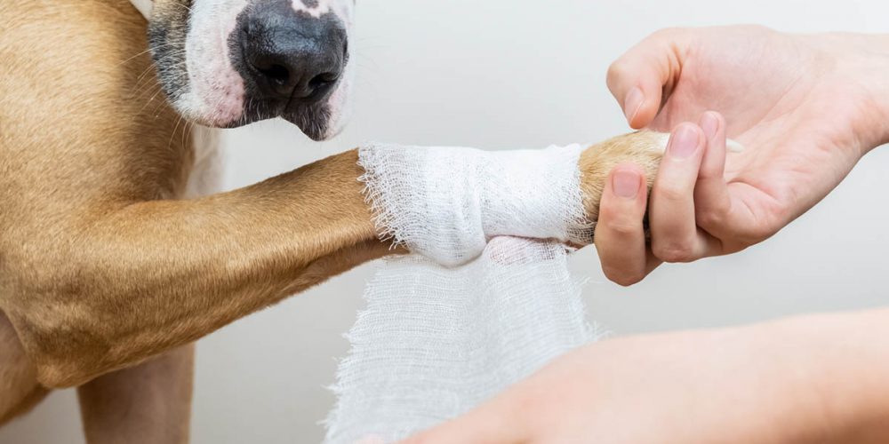how to clean a dog wound