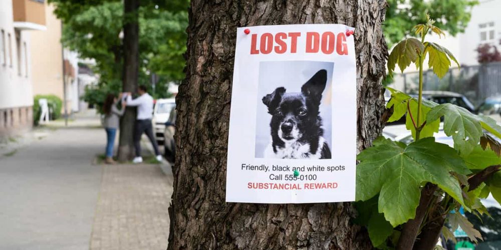 how to find a lost dog