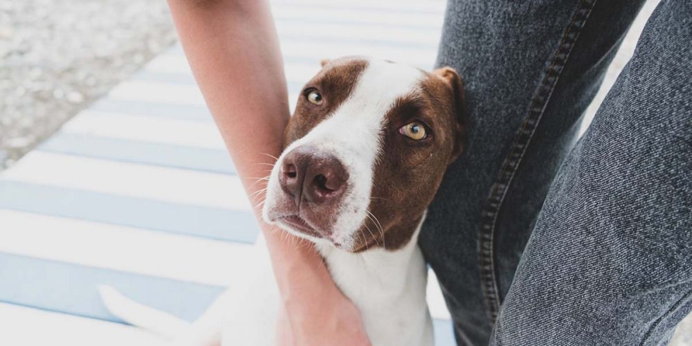 how to foster a dog