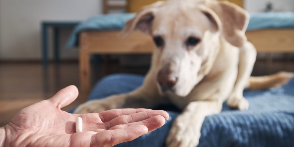 how to give a dog a pill