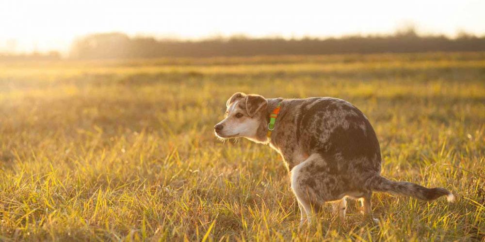 how to help a constipated dog