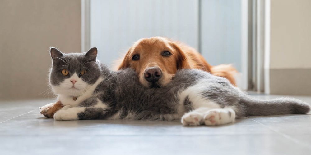 how to keep a dog out of the litter box cat