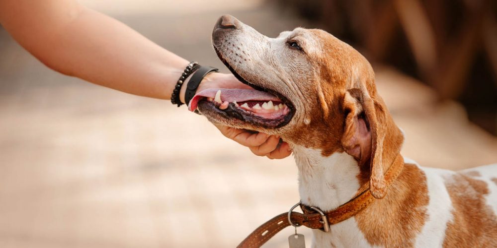 how to pet a dog