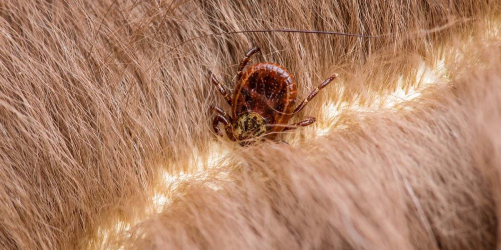 how to remove a tick from a dog