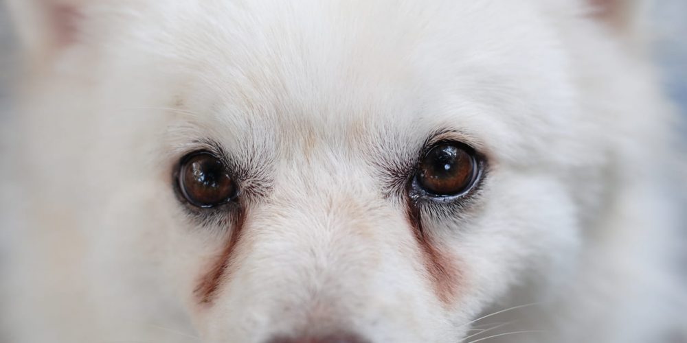 how to remove dog tear stains naturally