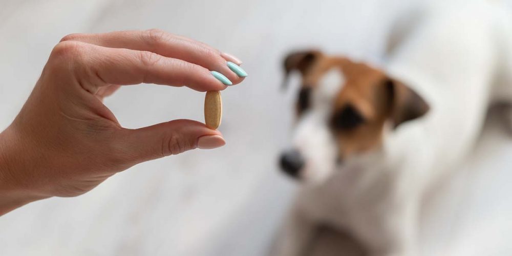human medications that are toxic to dogs