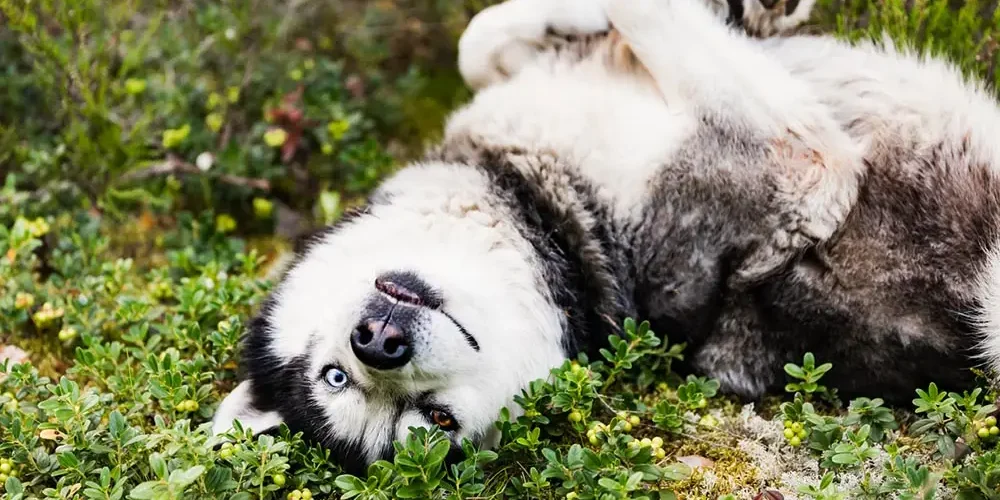 derpy husky