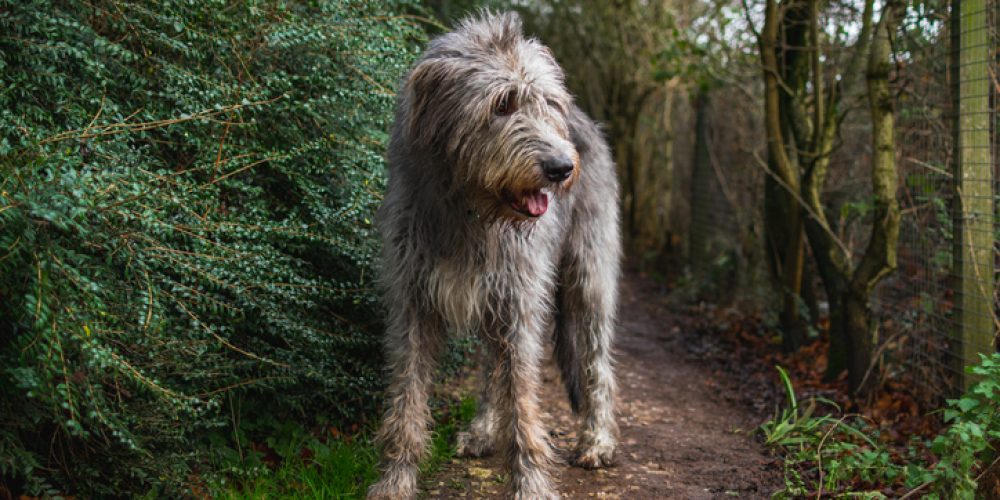 irish wolfhound