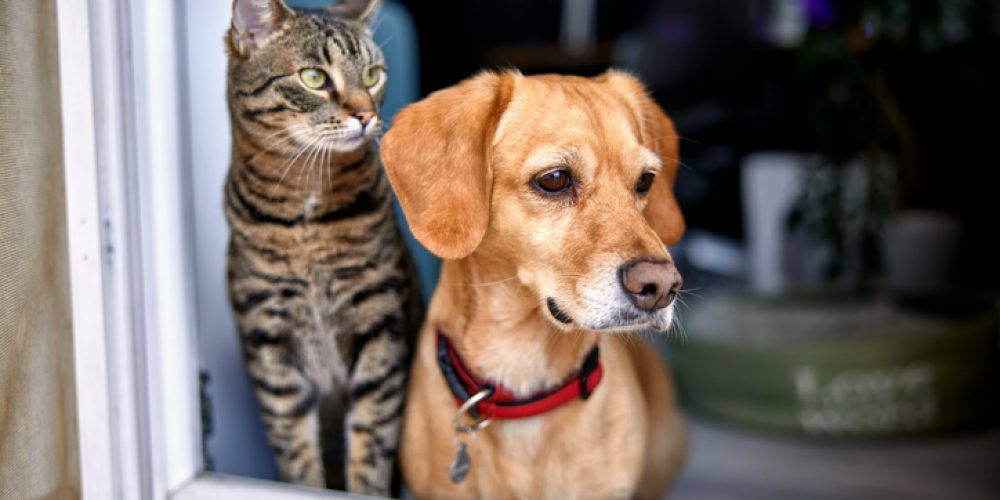 dog and cat window