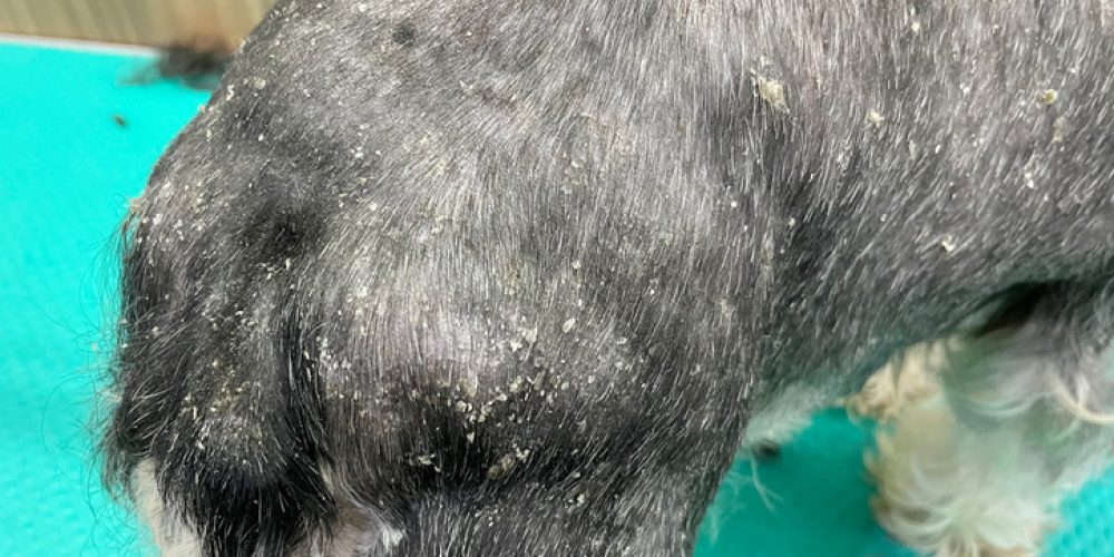 dog dandruff treatment