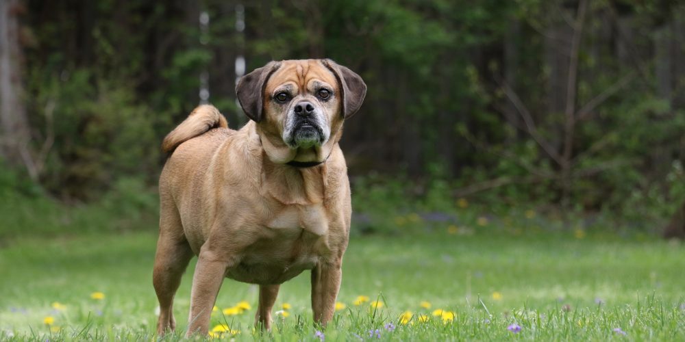 Dog Food for Overweight Dogs: What Works