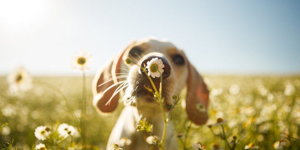 dog in daisys