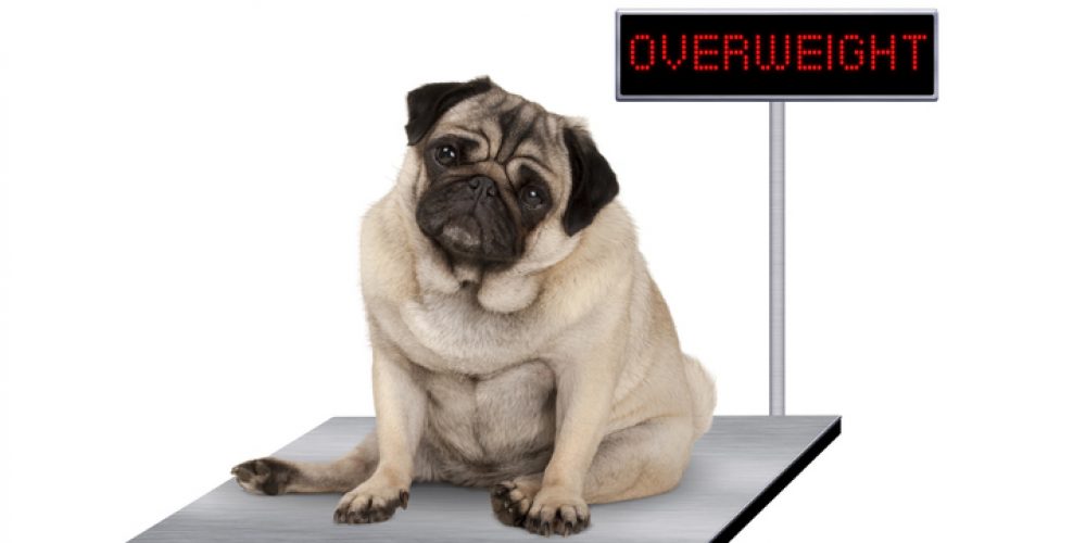 how to help dog lose weight