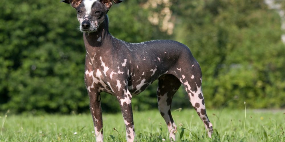 hairless dog