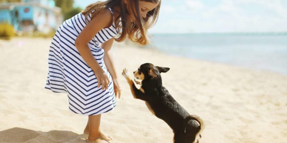 how to keep dog cool in summer