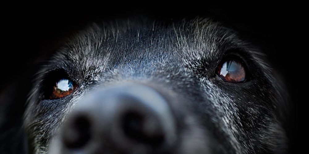 intense-close-up-of-dog-s-face-against-dark-backgr-2026-03-09-07-59-42-utc (1)