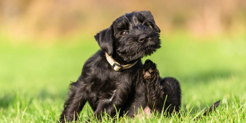 flea hot spots on dogs, how to help dogs with itchy skin