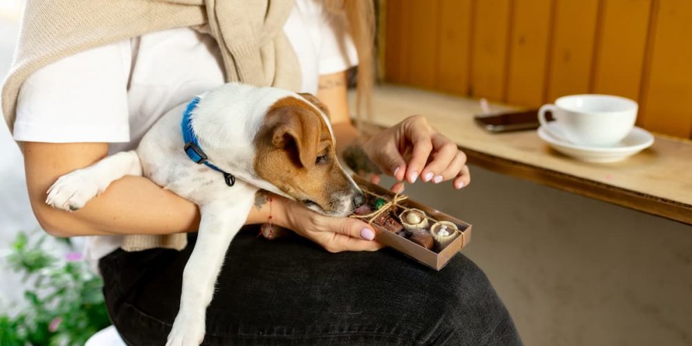 dog sniffing chocolate on woman's lap