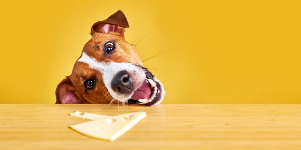 dog trying to eat cheese from table