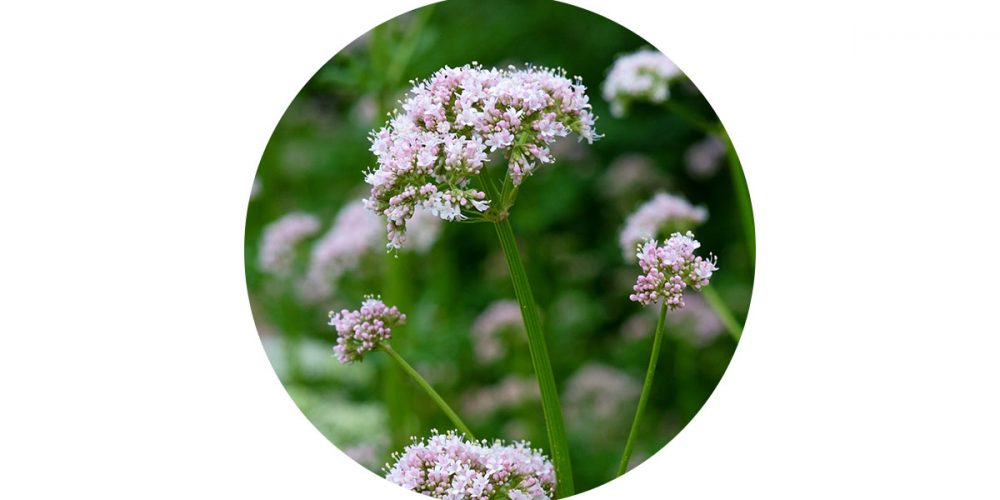 valerian root for dogs