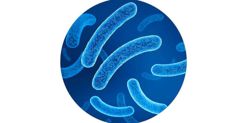 probiotics for dogs