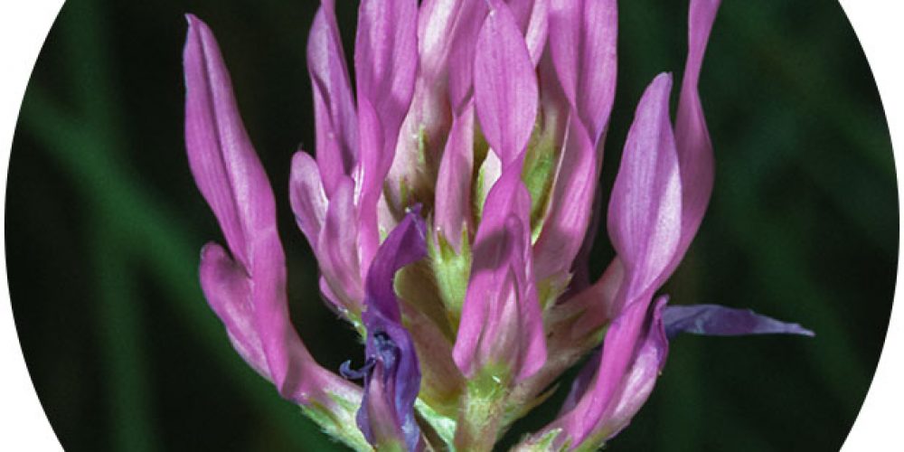 jffd-amz-standardaplus-softchews-saa-astragalus