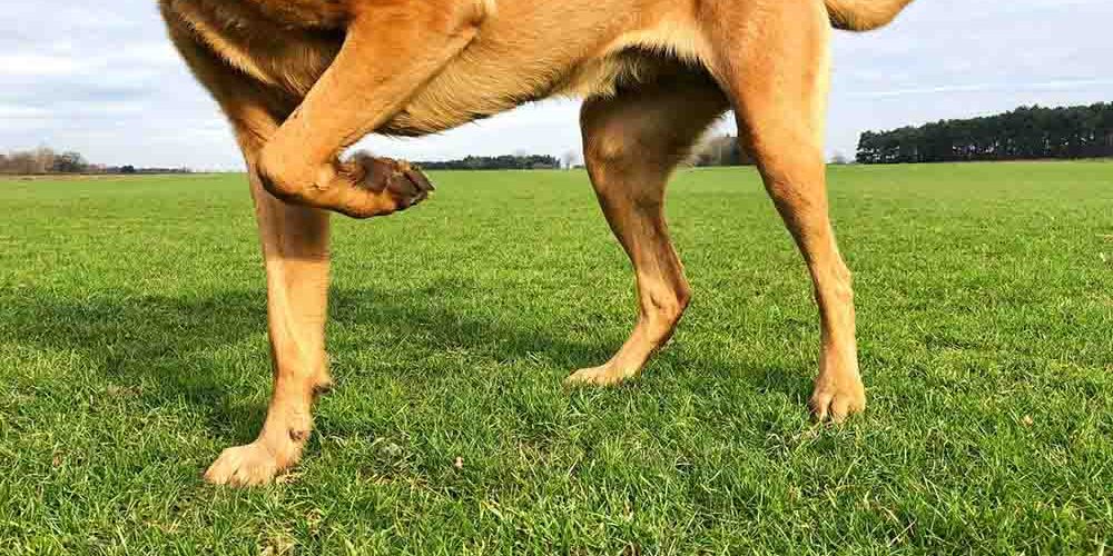 photo of dog flexing joint on grass