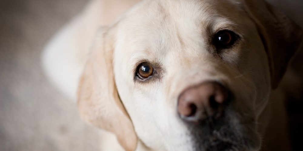 lab overweight