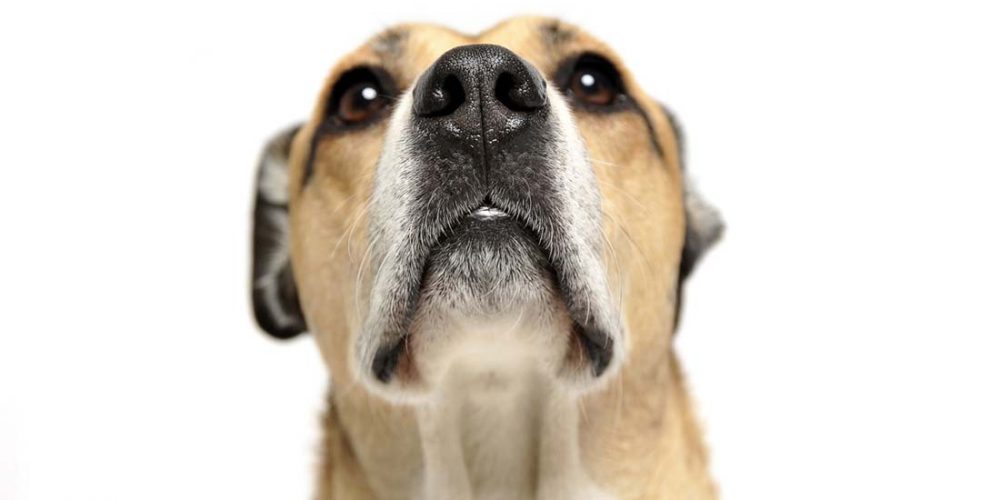 why does my dog burp so much