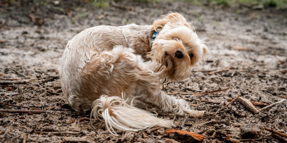 A Maltese poodle dog scratching itself in a muddy outdoor area
