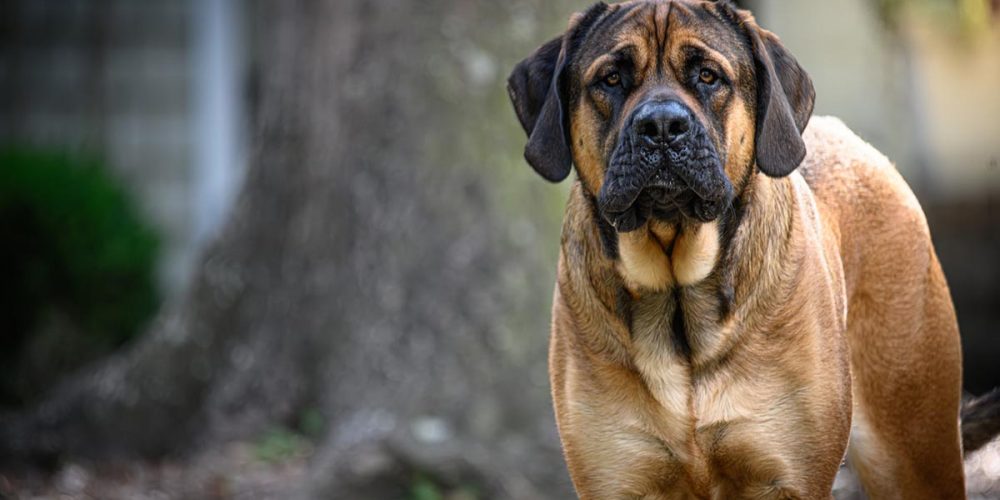 mastiff wrinkles dog. why do dogs eat their poop