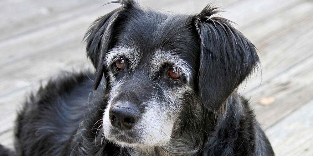 little black senior dog