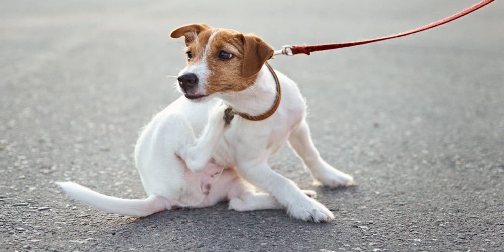dog itching self