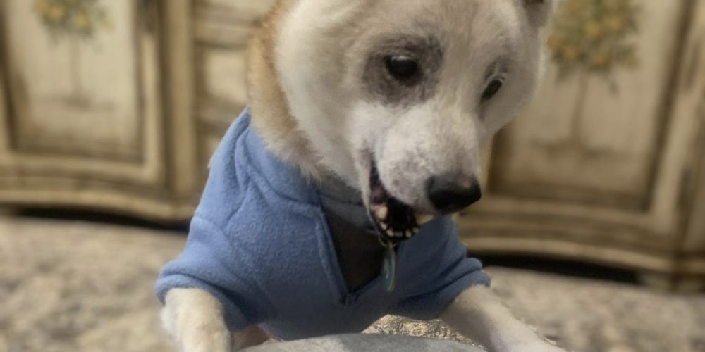 korean k9 rescue fritos