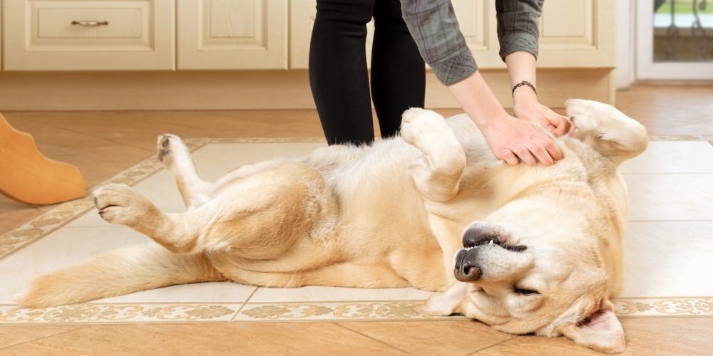 Why do dogs like tummy rubs?