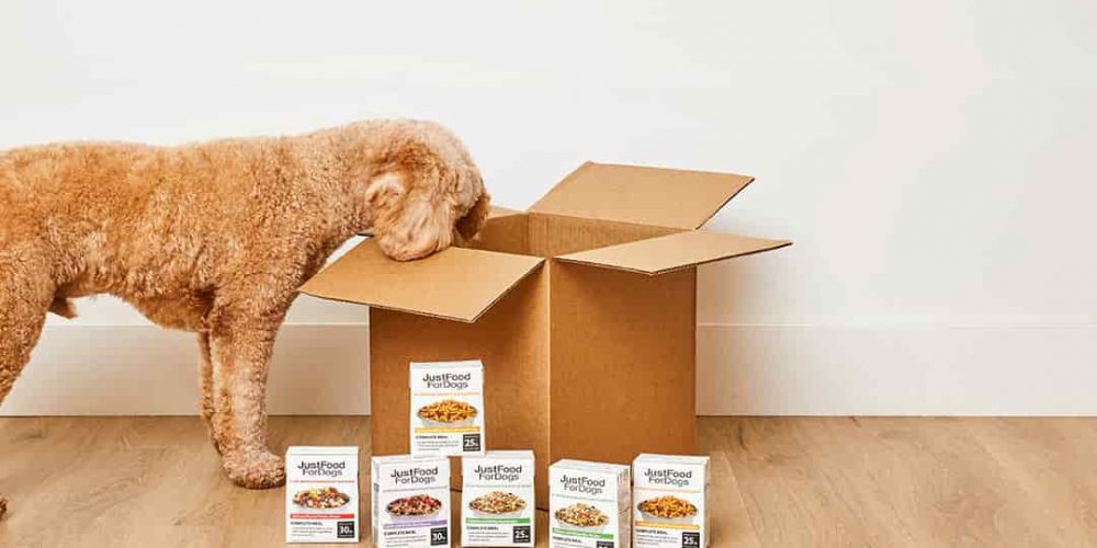 dog looking in a box