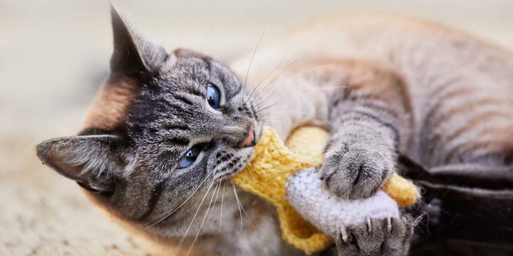 pica in cats