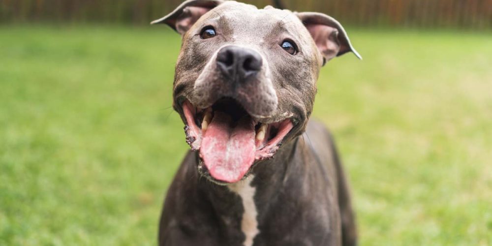 pit bull myths dog skin care