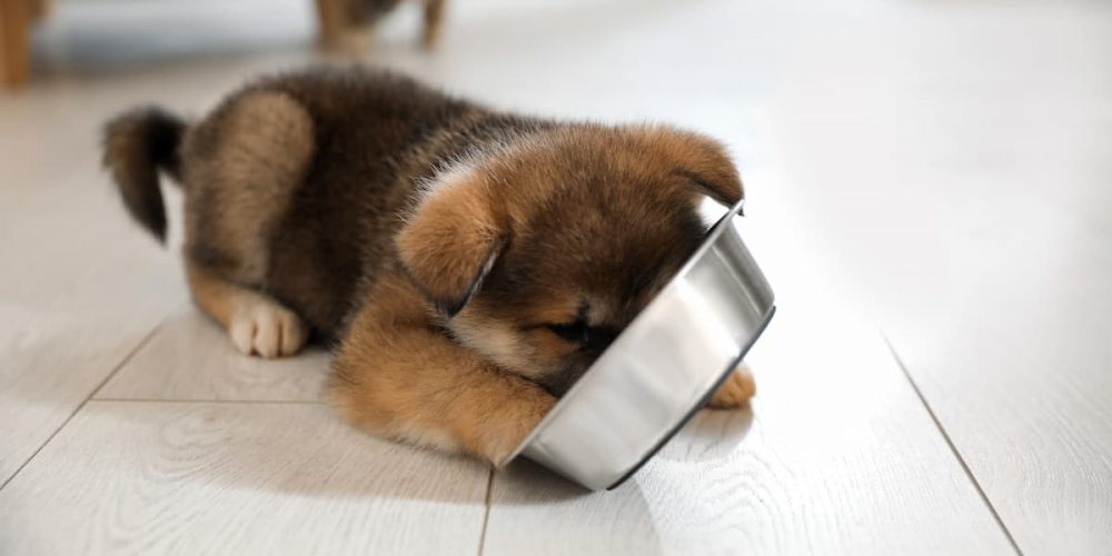 puppy eating