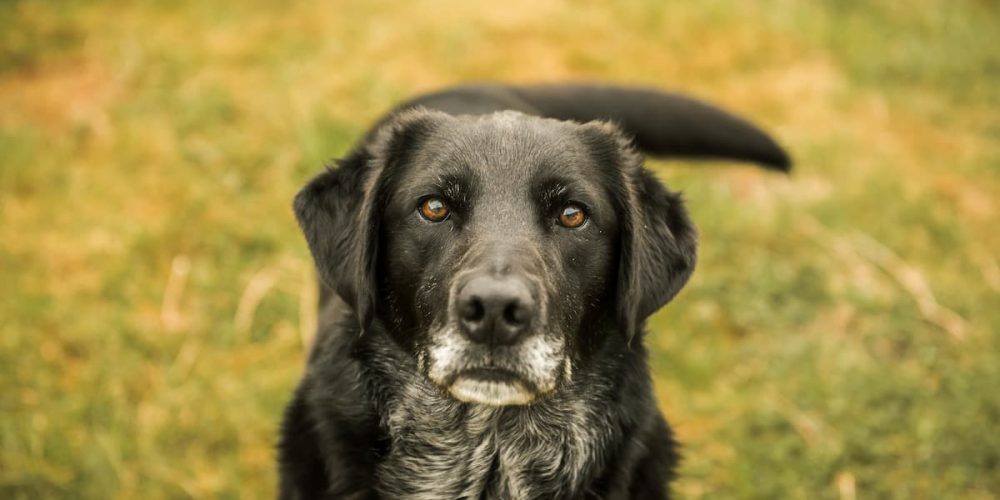 black senior dog in field