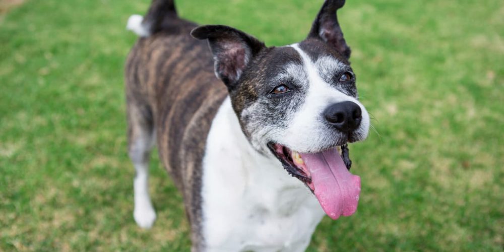 senior dog on grass