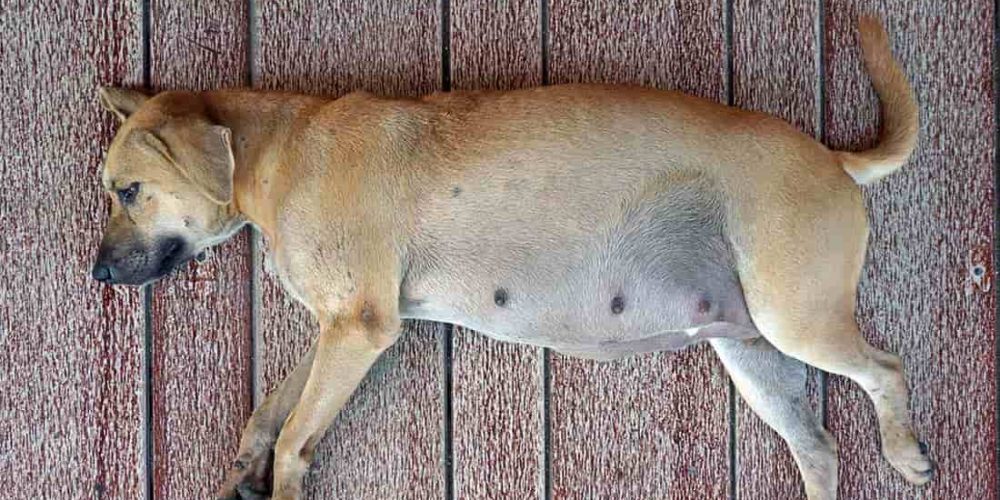 dog food for pregnant dogs