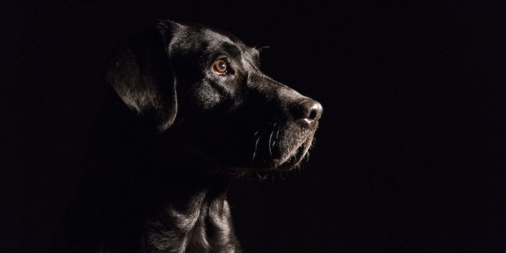 Can dogs see in the dark?