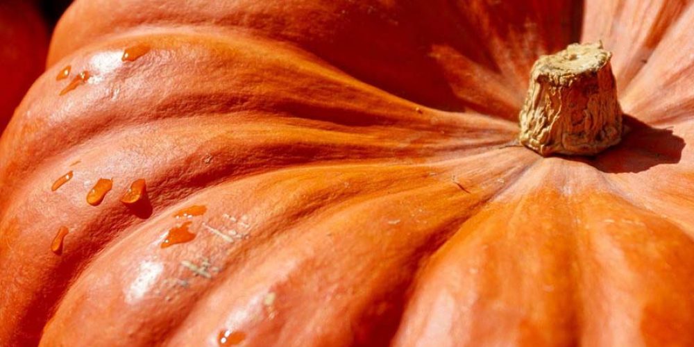 pumpkin for dogs