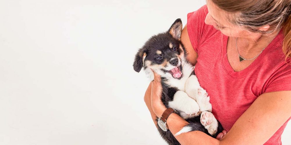 corgi puppy in humans arms