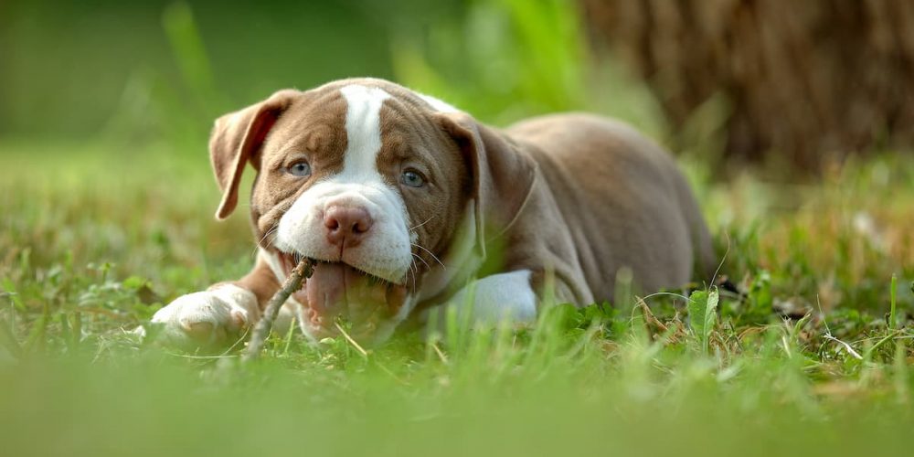 puppy chewing a stick outside