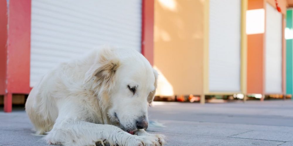 dog licking paws