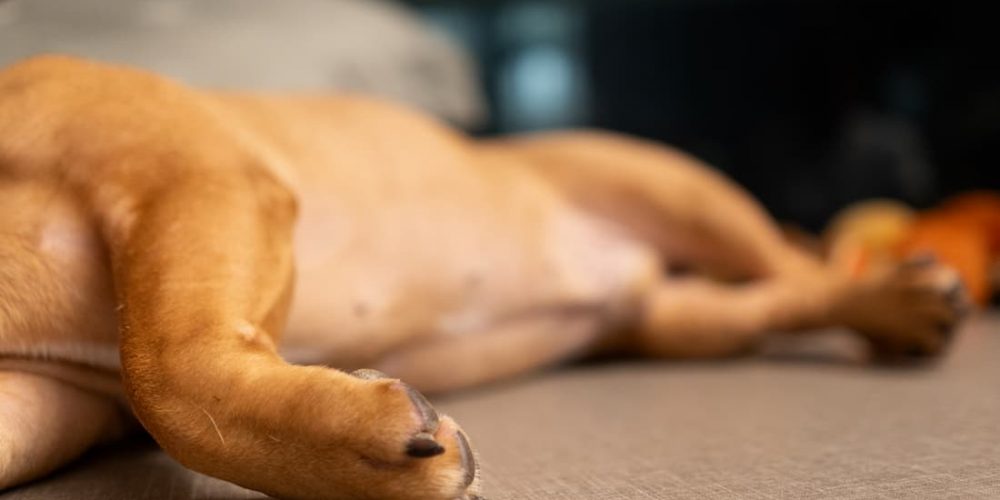 dog laying on side with exposed belly
